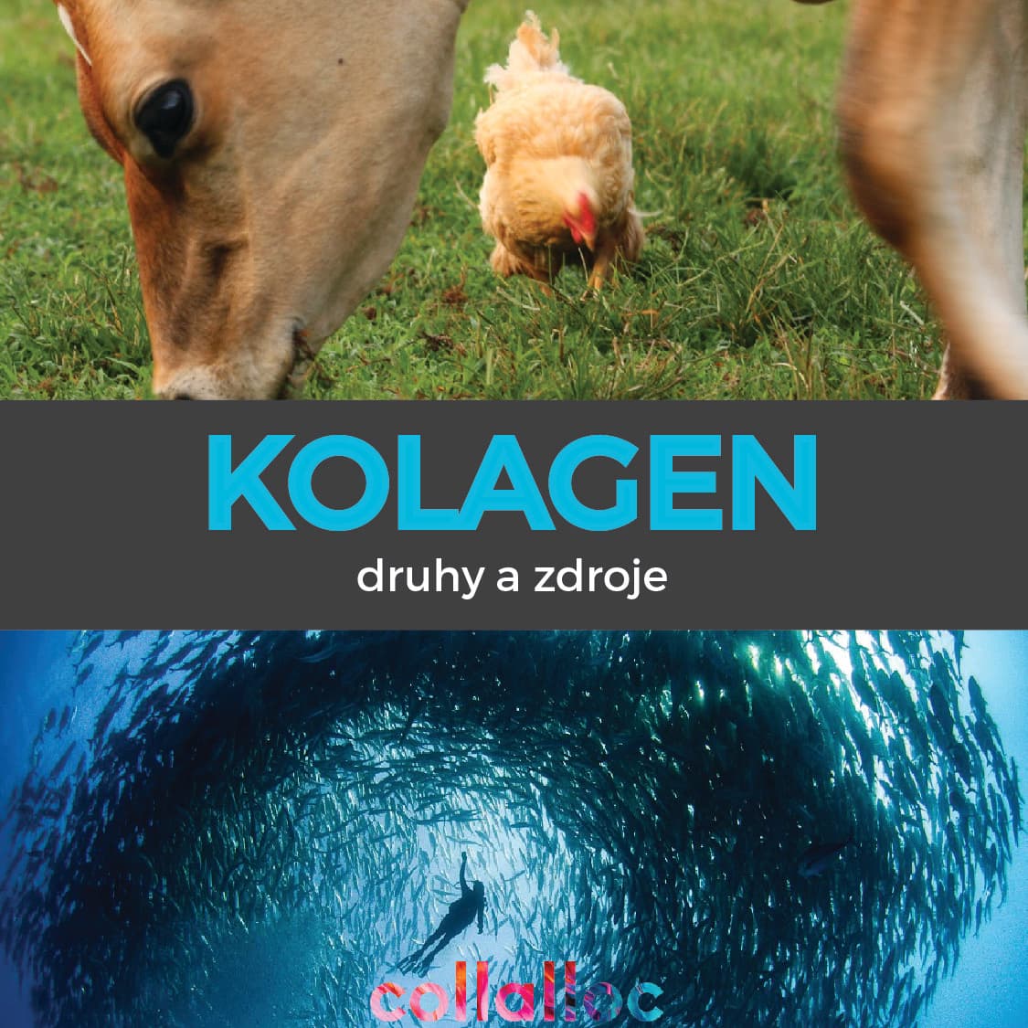 CO TO JE KOLAGEN? II. DÍL: Druhy a zdroje