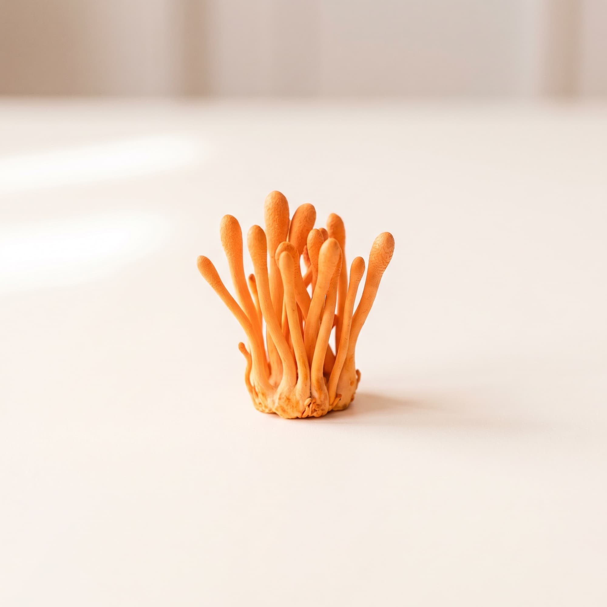Cordyceps (Cordyceps militaris)